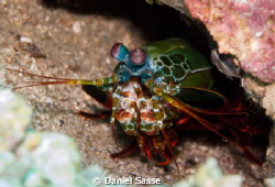 Mantis Shrimp by Daniel Sasse 